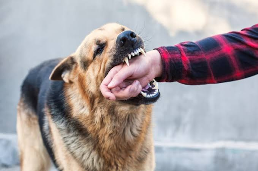dog bite lawyer